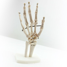 JOINT03 (12349) Médica Anatomia Ciência Life-Size Mão Conjunta Modelos Anatômicos Humanos, Modelos de Educação